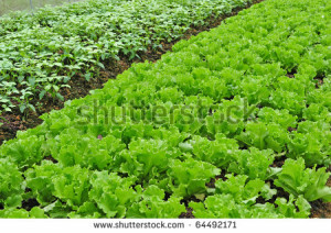 Green Vegetables Green Vegetables