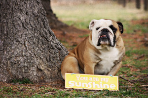 Funny English Bulldog Quotes English bulldog card