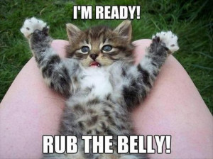 funny kitten, rub my belly