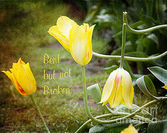 Spring Tulips Quote Featured Images - Bent but not Broken by Terry ...