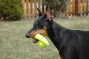 Ear Crop Pics *HELP*