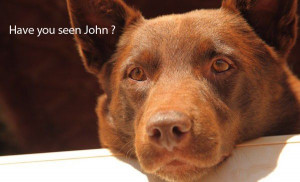Have you seen John ? - The Red Dog