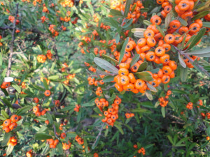 Orange Berries Artistsoul