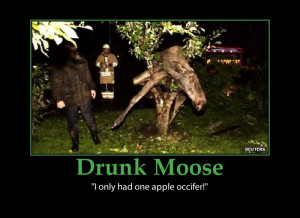 Moose-funny drunk-picture-elk