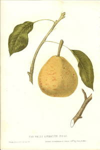 The Belle Lucrative Pear The Fruits of America