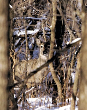 Bow Hunting Deer Quotes Bow hunt to reduce deer at