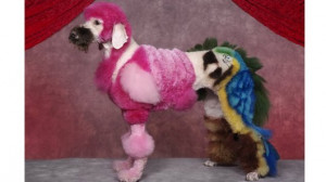 ... funny dogs, dog, grooming, 10 Best Photos from Creative Dog Grooming
