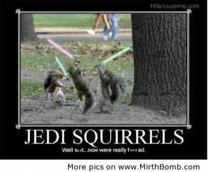 home images jedi funny squirrels jedi funny squirrels facebook twitter ...