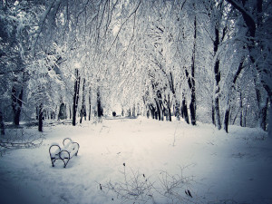 winter and snow scenes