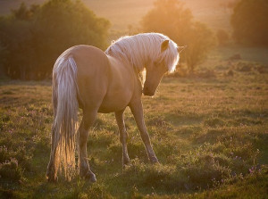 Palomino horse--OMG! It's AppleJack (if you loved My Lil Pony in the ...