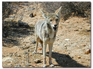 Coyote - How to live with Coyotes - DesertUSA