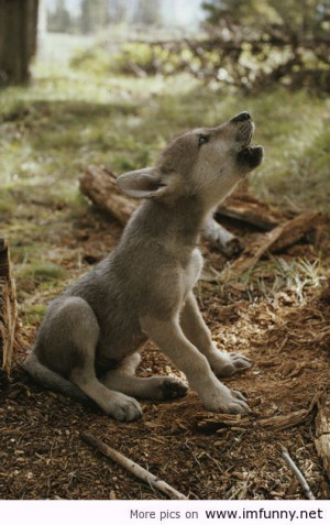 Wolf Pup’s First Howl / Funny Pictures, Funny Quotes – Photos, ...
