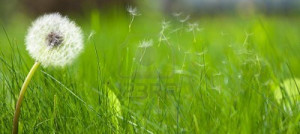 Beautiful Green Grass Lawn