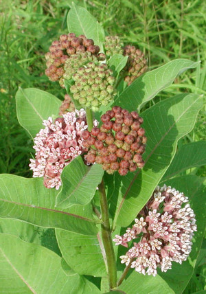 Milkweed By Jerry Spinelli. Warsaw,milkweed by adults question ...