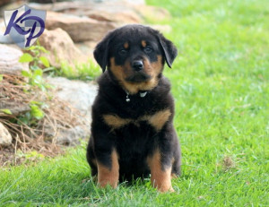 Quotes Rottweiler Puppies