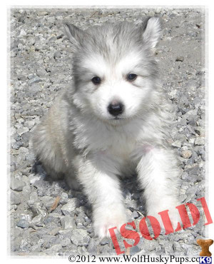 wolfdog cubs wolf dog pup for sale located sacramento
