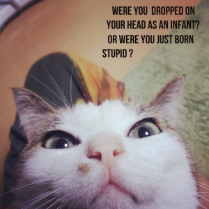 cat_poop-126946.jpg?i