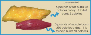Also, the more muscle you have in relation to your overall weight will ...
