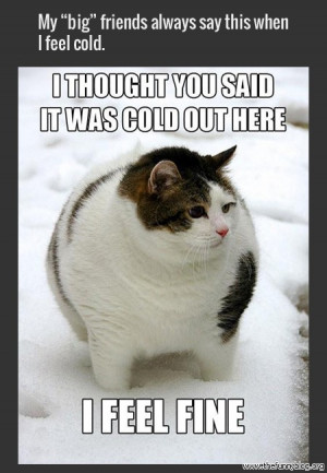 Funny fat cat meme, 