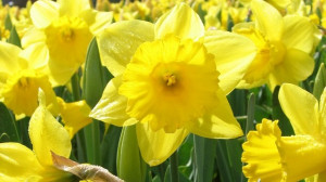 Related Pictures field of daffodils in spring flower background ...