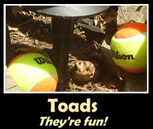 toad quotes