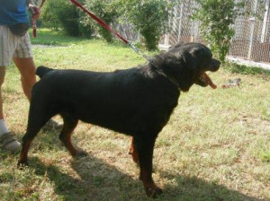 rottweiler quotes