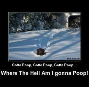 animals, dogs, snow, jokes