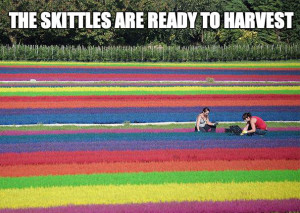 Your skittles are ready to harvest