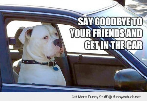 dog driving car say goodbye friends get in animal grumpy funny pics ...