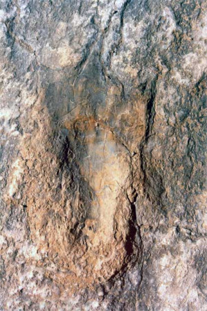 Human Footprint Fraud