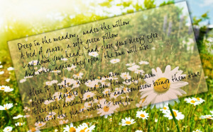 Beautiful-love-poem-with-daisy-flower-background-card-image.jpg