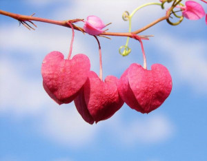 string of heart flower stem pink love Even Nature Is Full Of Heart
