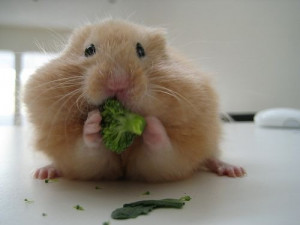 Funny Hamster Picture Lettuce