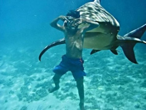 Shark attacks in Mexican resort of Zihuatanejo. Sharks are not to ...