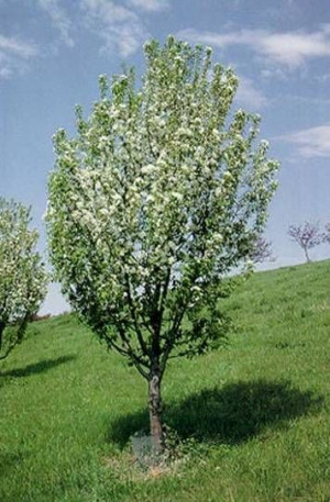 Spring Snow Flowering Crabapple Tree
