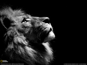 Black and White Lion Face