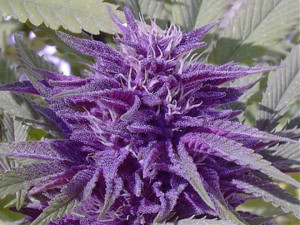 Purple Power marijuana Strain