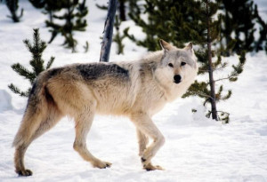 Delisting” of gray wolves from federal protection has been postponed ...