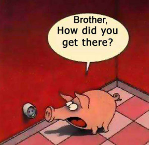 BLOG - Funny Smiling Pigs