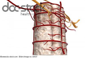 Anatomy anterior spinal artery arteries artery Below view Colour