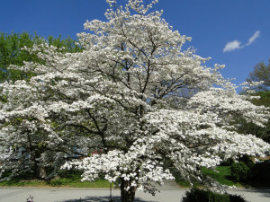 the beautiful dogwood tree is a beautiful flowering tree that can ...