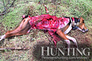 ... hunters like Ron Hill, it’s a war being waged in his own backyard