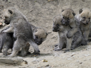 Wolf pups grey canis lupus quotes white HD Wallpaper