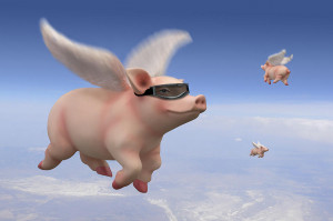 Pigs Fly Photograph
