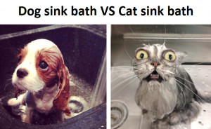 Dog sink bath VS Cat sink bath