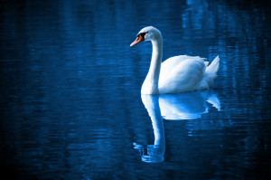 swanlake.jpg