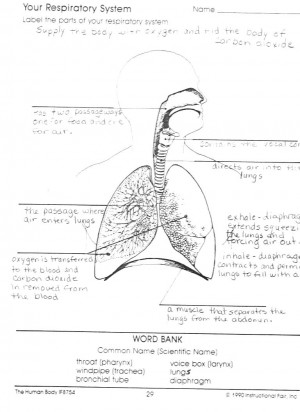 Blank Respiratory System Respiratory System Diagram For Kids To Label