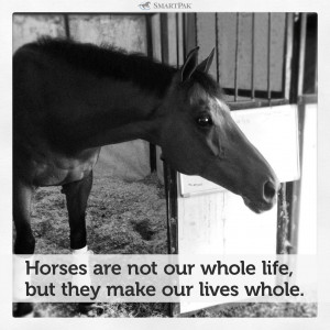 REBLOG THIS POST ONCE TO BE MENTIONED ON AN EQUESTRIAN TUMBLR PROMO ...