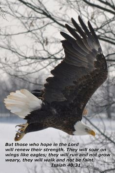 Isaiah 40:31..my grandpa loved eagles because of this verse ...