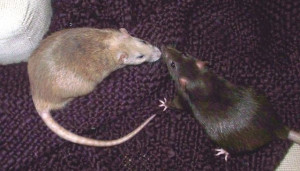 .com/keep-your-lady-happy/ex-wife-won-go-away/>Ex Wife ...